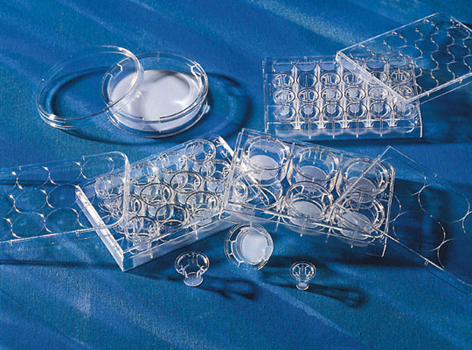 コーニング 3428パーミアブルサポート 24入