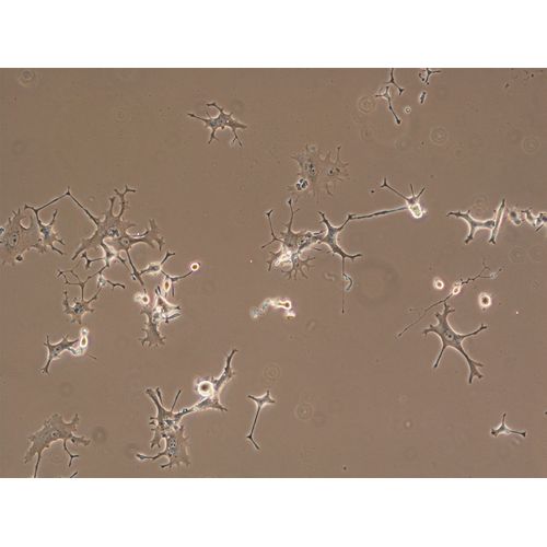 ﾎﾟﾘ-D-ﾘｼﾞﾝｺｰﾄ ﾏｲｸﾛﾌﾟﾚｰﾄ6well4810-041N　20枚